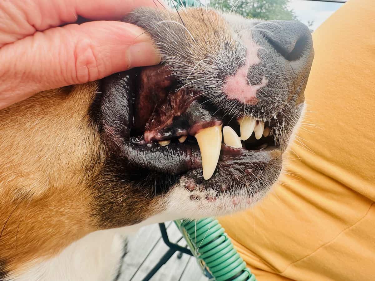 Prophylaxe und Vorsorge für Hunde in der Tierarztpraxis vet4balance in Arnsberg